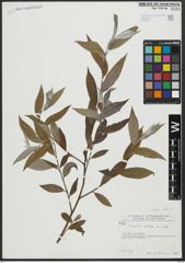 Foto von Salix alba subsp. alba L.